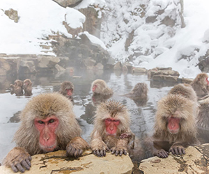 Jigokudani Snow Monkey Park