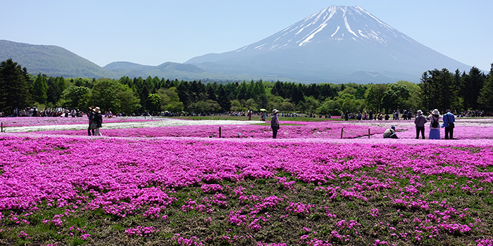 Fuji Shibazakura Festival